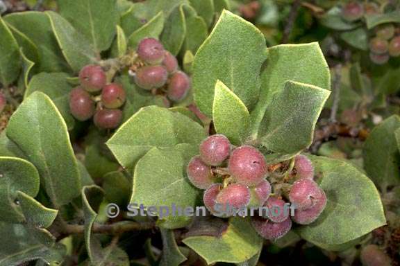 arctostaphylos hookeri ssp hearstiorum 1 graphic